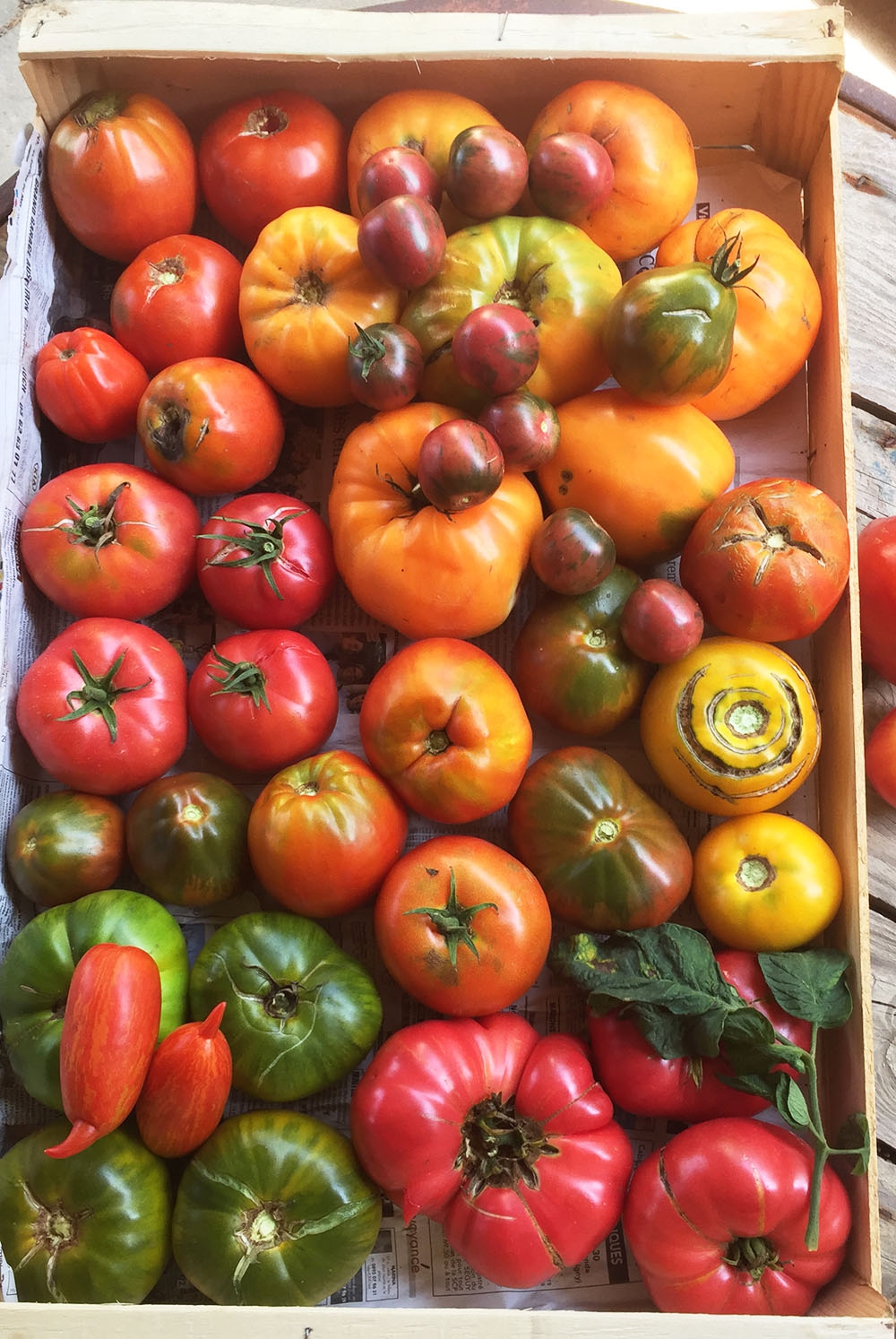 Tomates de variétés anciennes tomate population